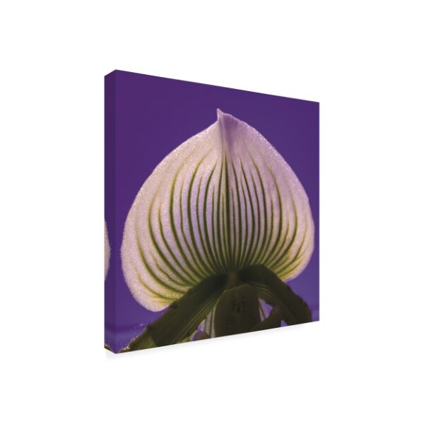 Kurt Shaffer Photographs 'Glistening Orchid Pattern' Canvas Art,24x24